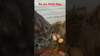 First video ever of our new additions #carnivore #egg #carnivorediet #eggs #moreeggs #eggshell