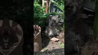 look at this beautiful Spotted Eagle-Owl(Bubo africanus)was a rescue chick #exotec_paw #conservation
