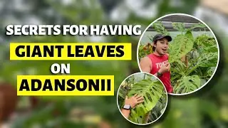 HOW TO HAVE GIANT LEAVES ON YOUR MONSTERA ADANSONII!