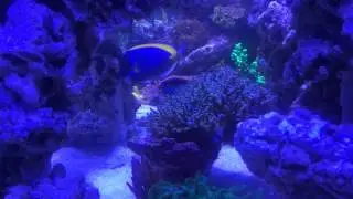 Alesolra`s Reef 220 gal