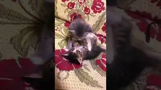 Kittens playing, very cute😍 #kittens#pet#cute#playingkitten