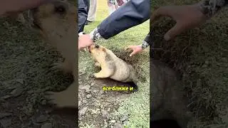 🐿️ Он почти поймал мармота&hellip; но зверёк хитрее!