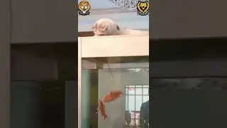 🦥🐯 Wild & Wacky Animal Escapades! 🤪🌈😄