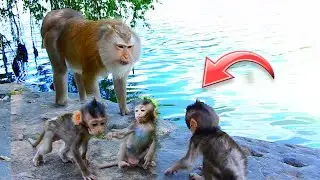 Wow Video Interesting So Cute Tiny Baby Monkey, The Most Adorable Antics Caught On Camera