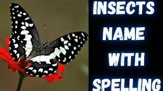 INSECTS name |with spelling| (for kids educational video)