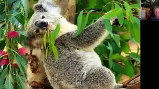 Essential Oil Mini Class: Eucalyptus