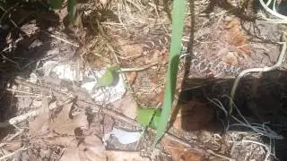 Milk snake in sullivan county NY