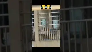 Pkd mc 😂😂#funny #veryfunny #monkey #mimicry #shorts