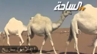 منقية الشيخ حثلان السبيعي 2012