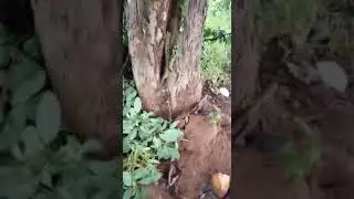 Tella moduga chettu in live