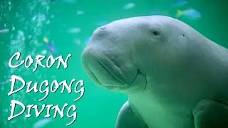 Real-Life Mermaid: Dugong Diving in Coron