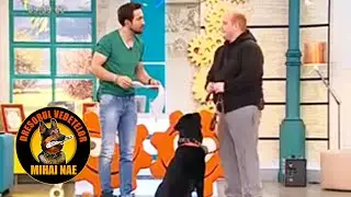 Mihai Nae @ Neatza cu Razvan si Dani - Prezentare Yogi, Labrador