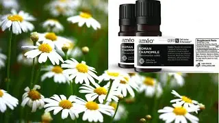 Roman Chamomile Essential Oil Benefits and Uses!