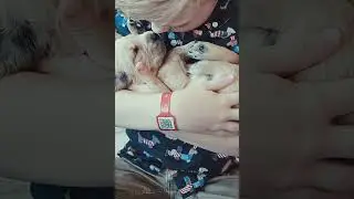 Nap Time #goldenretrieverpuppies #puppy #puppies #puppylife #cutepuppies #puppyvideos