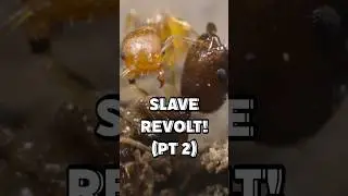 Slave Revolt pt 2