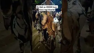 deonar bakra Mandi live