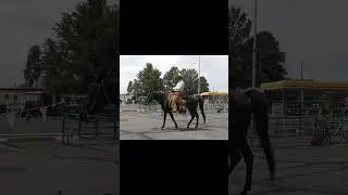 A Horse Can Walk The Way You Walk: Spanish Vaquero/Buckaroo Horsemanship.