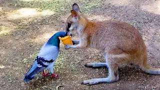 Cute Animals Helping Each Other In Unexpected Ways ❤️