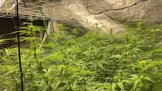 Mars Hydro Grow Journal  TS3000 5x5  Budding 5
