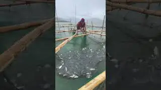 Para kaming nagpahango ng isda😱😱/TALIM ISLANDER #fishing #skylab #yutubeshorts