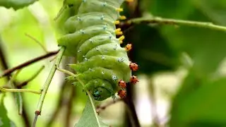 Watching caterpillar eating leaves.