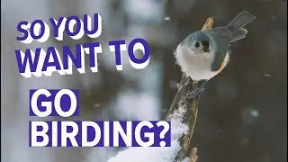 Michigan is a great state for birding. Here's how to get started.