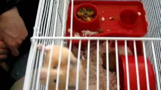 Как жирный хомяк в трубу пролезал \ another hamster escape fail