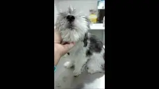 videos serenex canino 3 para youtube y web 0