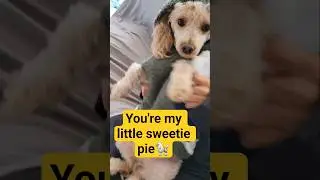you are my little sweetie pie🐩# sweetie#poodle #dog #pets #animal #viral.