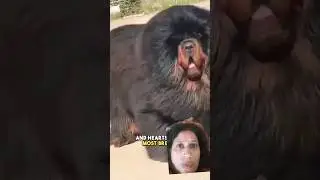 dog me dog tibetann mastiff dog#faithful guard#dangerous #smart#2nd lion#🐶🐕#subscribe