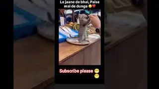 #status #allah #viral #rasoolallah #youtubeshorts #funny #animallovers #catlovers #pets