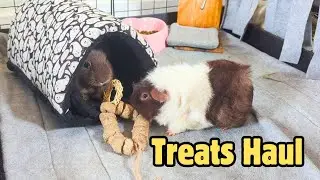 Do My Guinea Pigs Love These Treats? Furbaby Forage Review