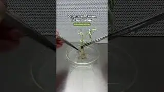 Variegated Banana 🍌 Tissue Culture ~ #subculture #planttissueculture #banana