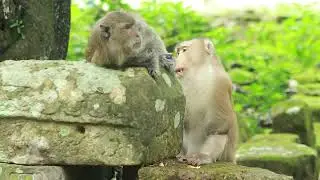Mama Blacky Sit Care By Sweet Pongo During  On Stone on Sep 18,2024.G-Maz.2211. Ambers