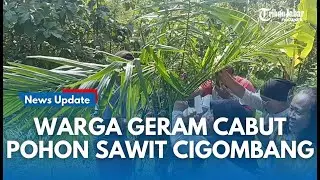 MURKA !!! Amarah Warga Memuncak Cabut Pohon Sawit Cigombang, memicu Tanah Longsor