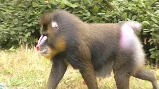 Mandril - nejpestřeji zbarvený primát Zoo Ostrava