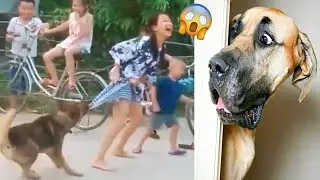 Cat & Dog Funny Video 🤣😅