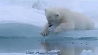 &ldquo;Polar Bear Mother&rsquo;s Struggle for Survival | A Heartbreaking Arctic Story&rdquo;