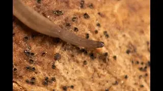 Landplatworm Anisorhynchodemus spec.