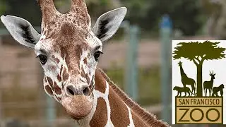 Exclusive San Francisco Zoo  Media Event 2026- Part 2.Up-Close Animal encounters and Family Fun!