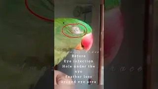 Recovery from hole around eye area(injury)#recovery#parrotcare#parrottreatment#parrothealed#fypシ