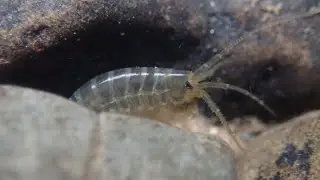 Stekelrugvlokreeft (Gammarus roeseli)