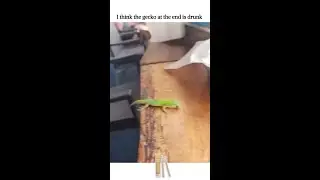 I think the gecko at the end is drunk 😂