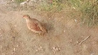 New dakhni teetar vlog ||  Azad teetar vlog #teetar #birds 