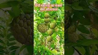 This is the best custard apple of Maharashtra || Custard apple plant || Custard Apple | #shortsfeed #shorts #yt