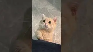 Adorable Cat Moments: Daily Life and Fun Transformations