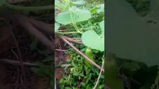 Zucchini #agriculture #shorts #trending #saveagriculture #farming #vivasayi #ytshorts #viralfarmer