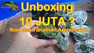 Unboxing Tanaman dan Ikan aquascape