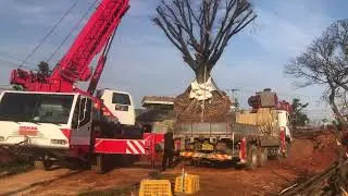 30 Ton Big tree 🌲