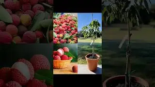 Lychee Cutting Grow Trick #garden